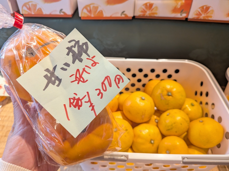 11/22、23日はお宿でみかん狩り体験！