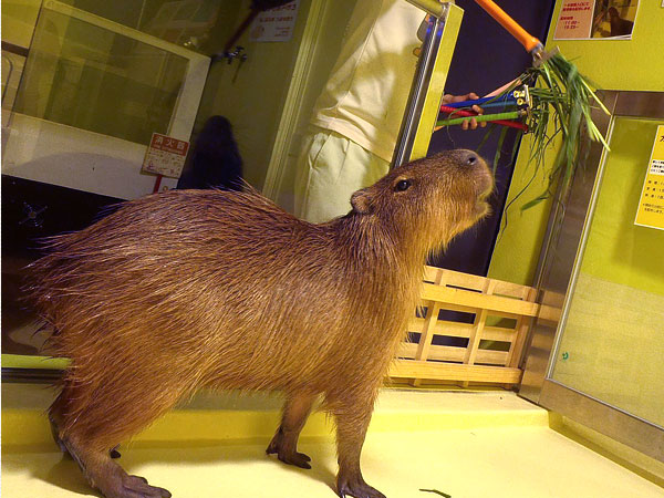 竹島水族館