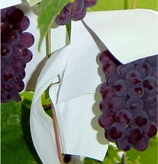 Photo:Gamagori Orange Park