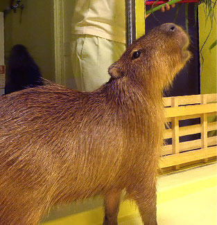 Photo:Takeshima Aquarium