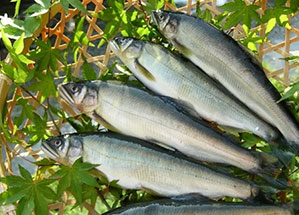 写真：鮎の塩焼き