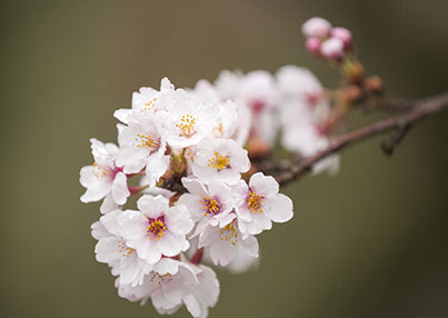 写真：春の奥三河