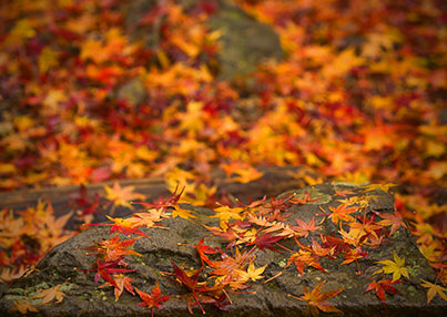 写真：秋の奥三河